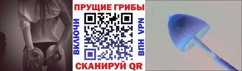 где найти наркотики  Дальнегорск  Псилоцибиновые грибы мицелий 